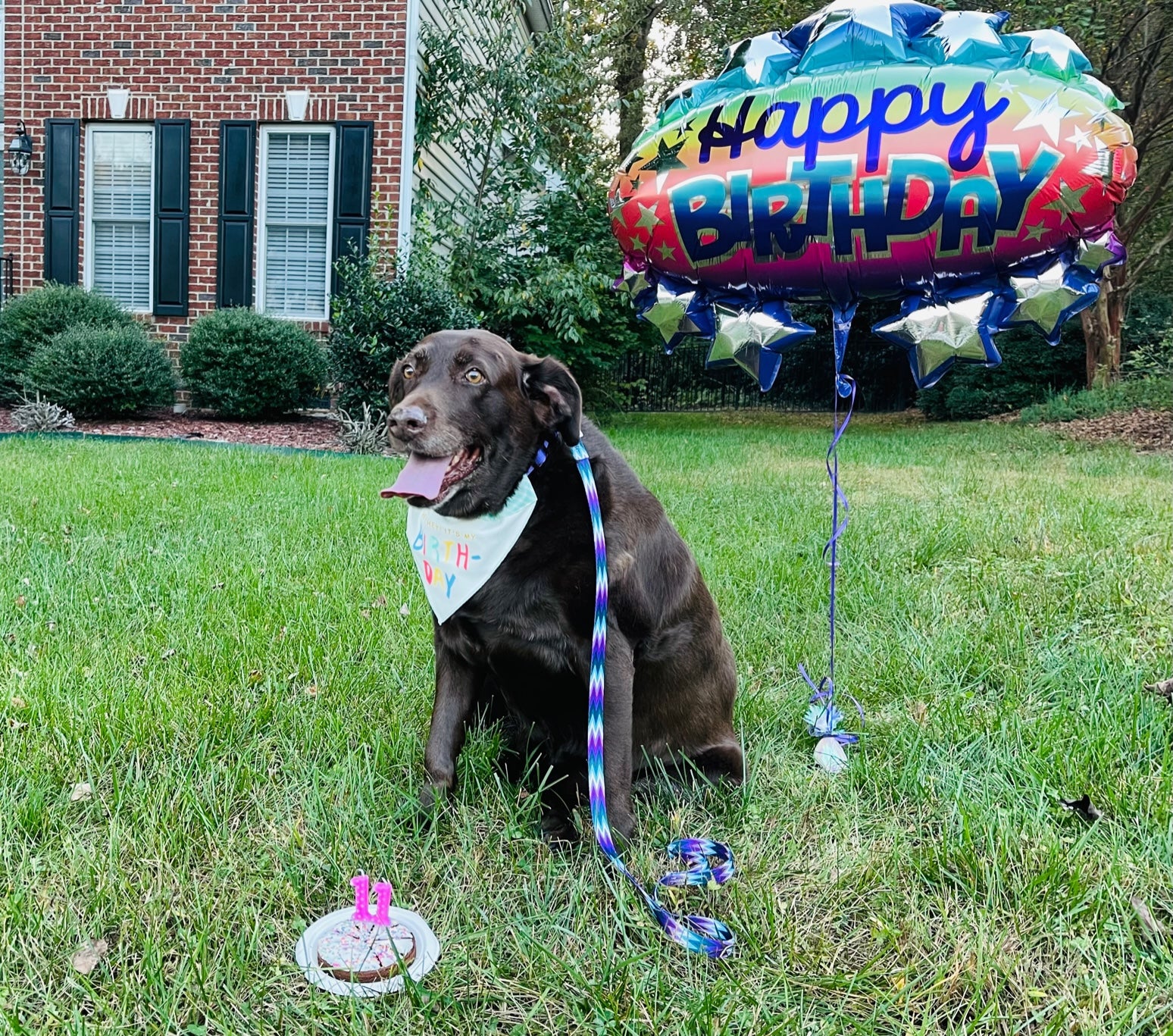 Introducing Rosie!  Our New Pet Mascot & CBD Believer!
