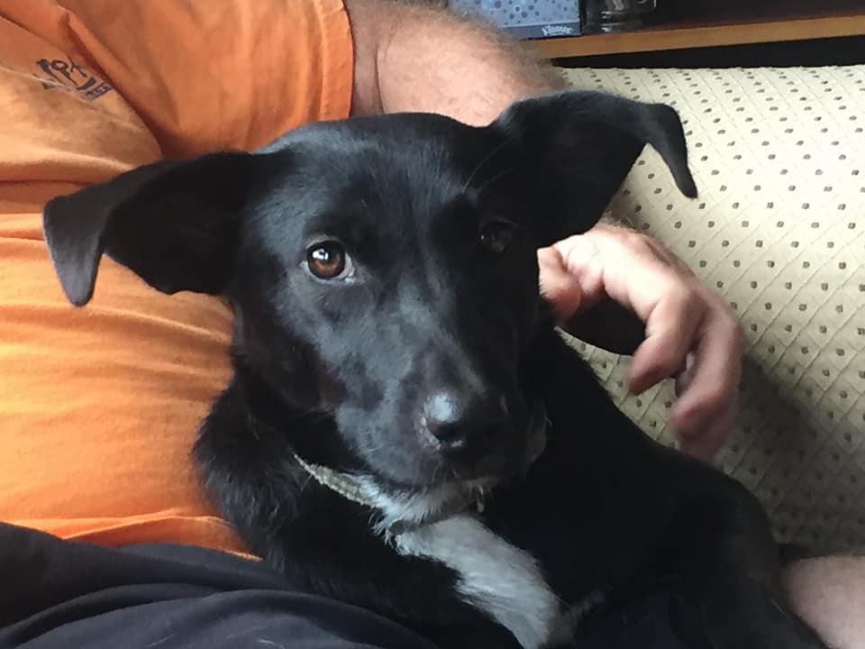 Recent Baylor University Study Finds CBD Improves Mobility In Dogs